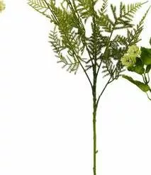 Ramo Verde Asparagina 74h