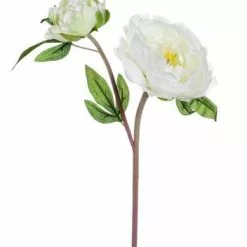 Fiore Peonia Bianca 43h