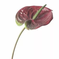 Fiore Anturium Rosso 70h