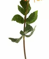 Fiore Dalia Arancio 36h