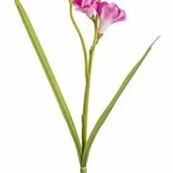 Fiore Fresia Fucsia 56h