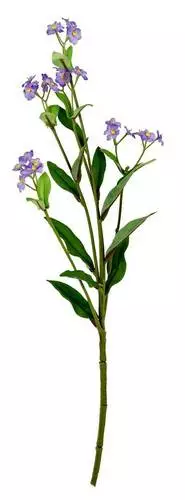 Fiore Non Ti Scordare Di Me Lilla 39h