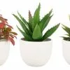Pianta Grassa In Vaso Tondo Ceramica Bianca16h -Vendite Cucina e tavola Pianta grassa in vaso tondo ceramica bianca16h thumbnail 500x500 70