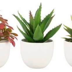 Pianta Grassa In Vaso Tondo Ceramica Bianca16h