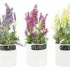 Pianta Lavanda In Vaso Metallo Bianco Flower 28h -Vendite Cucina e tavola Pianta lavanda in vaso metallo bianco flower 28h thumbnail 500x500 70