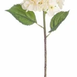 Fiore Ortensia Bianco Crema 52h