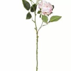 Fiore Rosa Rustica Rosa Cipria Con Boccioli 72h