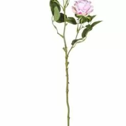 Fiore Rosa Rustica Rosa Con Boccioli 72h